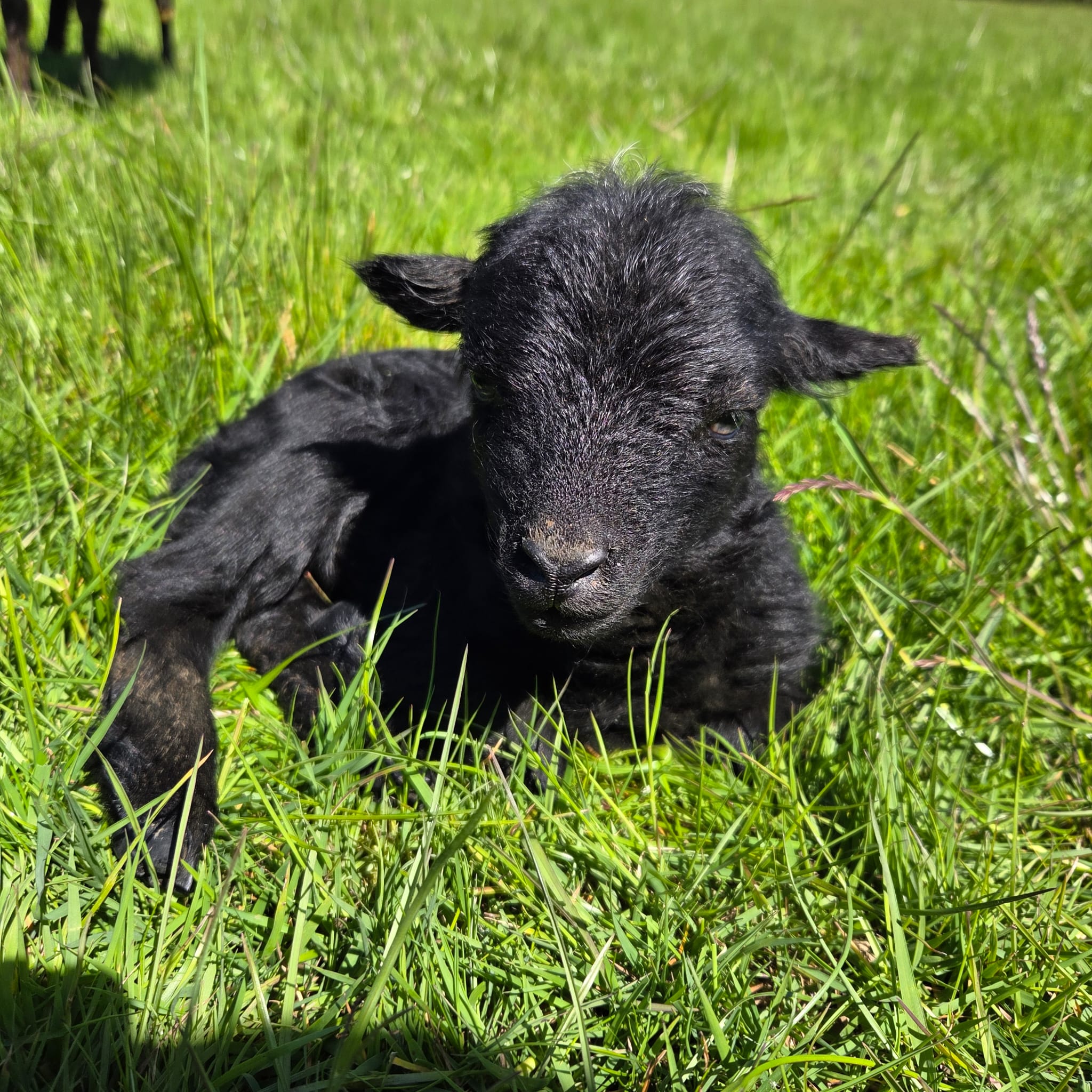 Moutons d'Ouessant – Les Frogeries