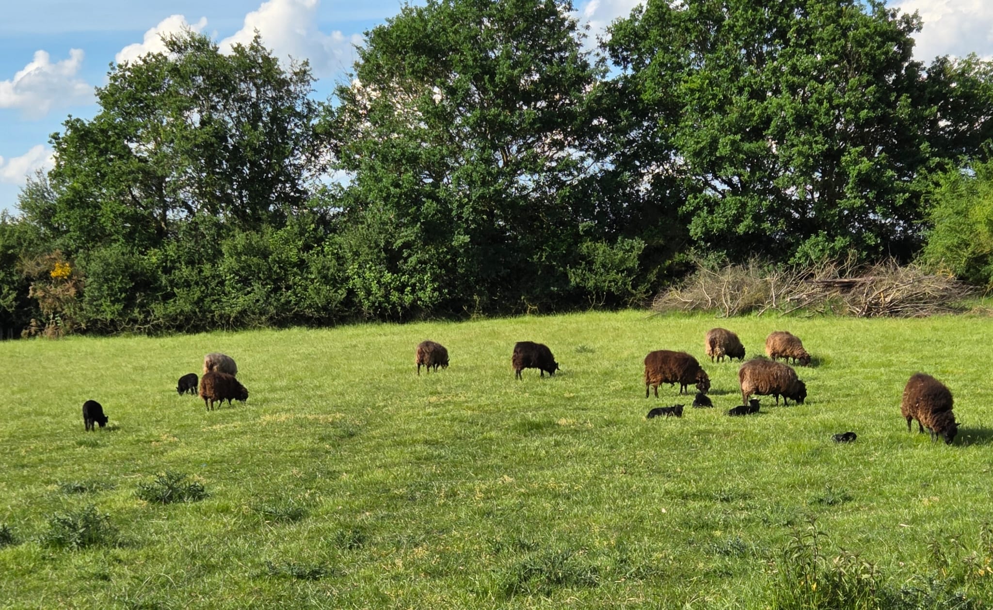 Bord de Mayenne – Les Frogeries