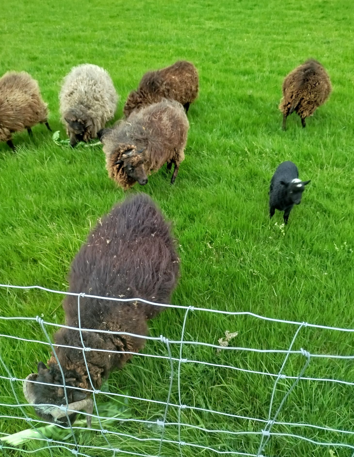 Moutons dans le pré – Les Frogeries